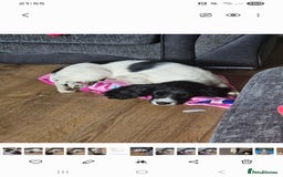 Sprocker dogs for sale: Beautiful male sprocker - Image 3
