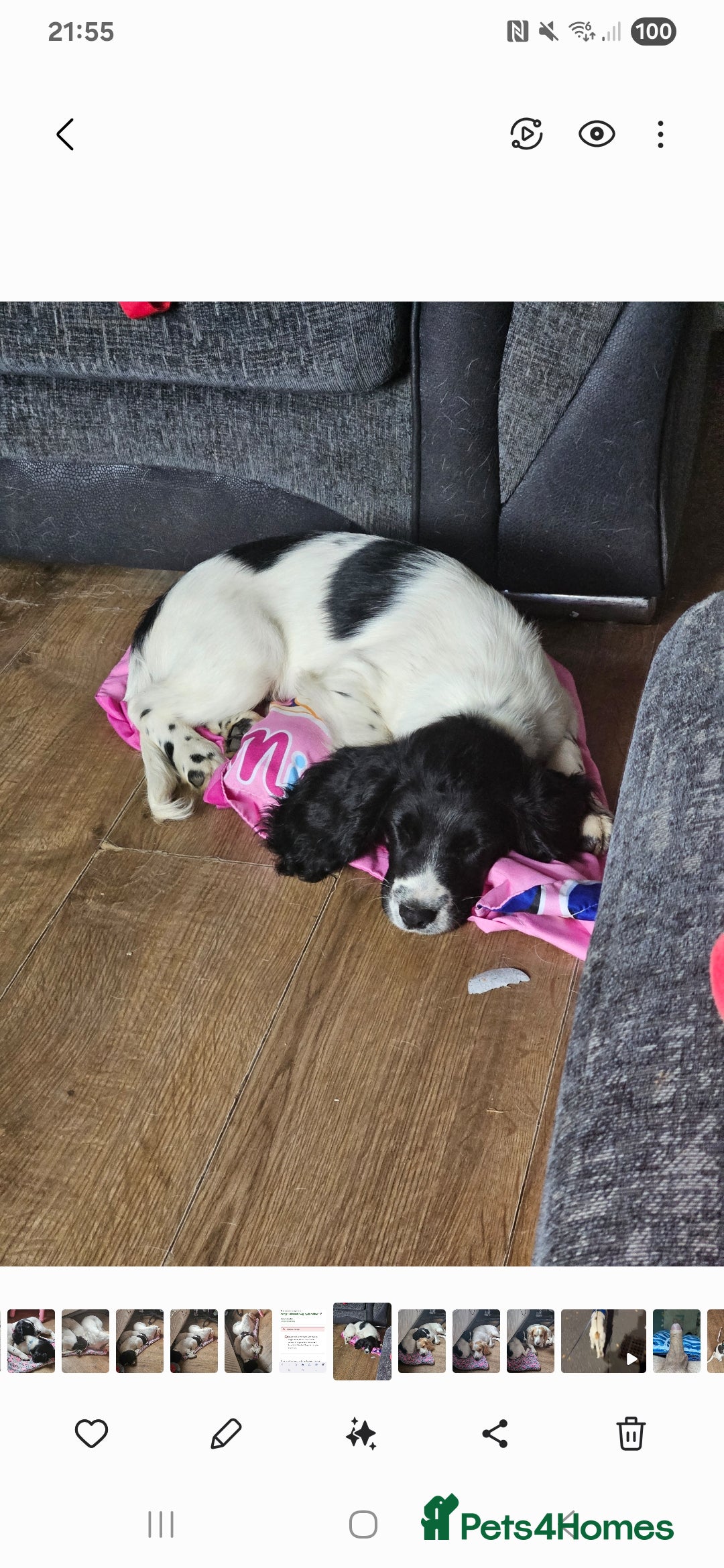 Sprocker dogs for sale: Beautiful male sprocker - Image 3