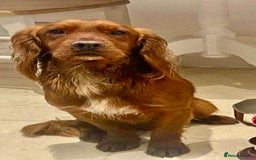 Cocker Spaniel dogs for sale: KC Registered Working Cocker Spaniel Puppies  in Shepton Mallet - Image 13