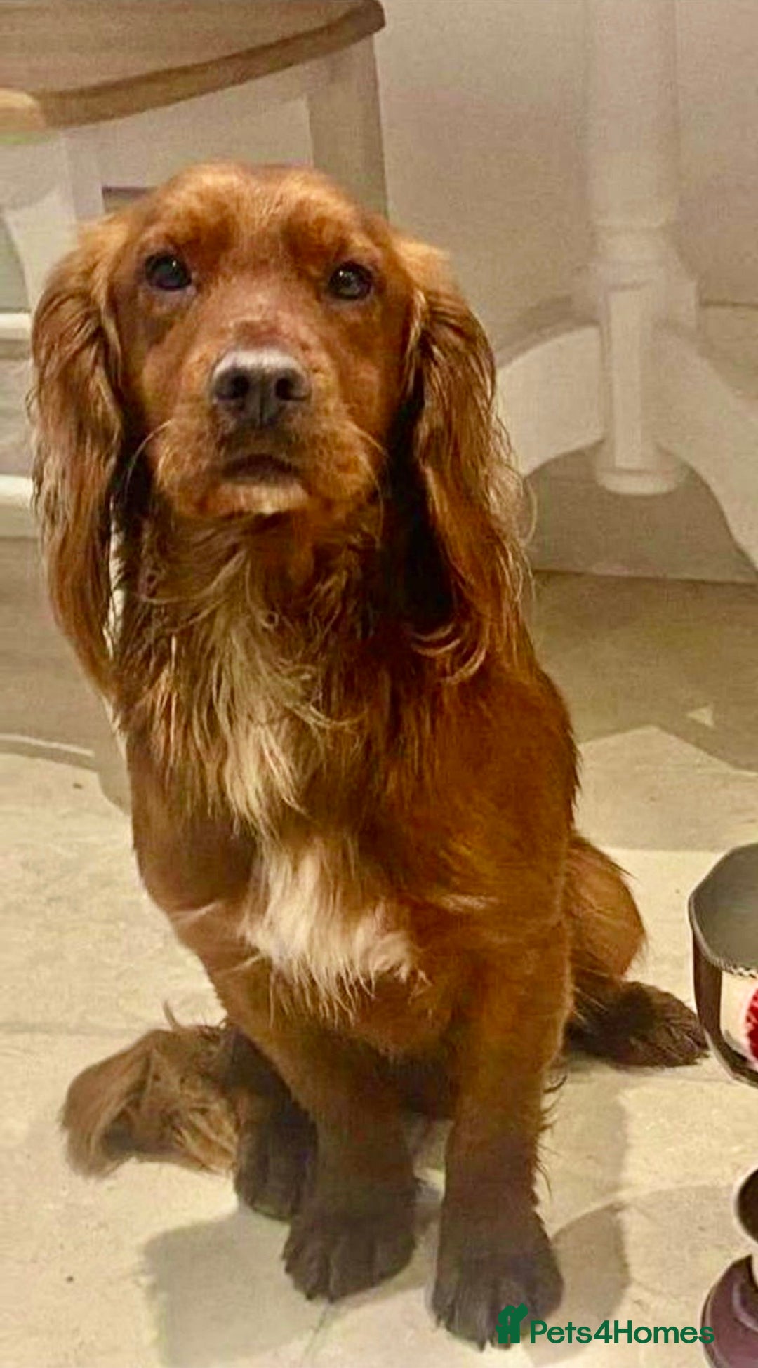 Cocker Spaniel dogs for sale: KC Registered Working Cocker Spaniel Puppies  in Shepton Mallet - Image 13