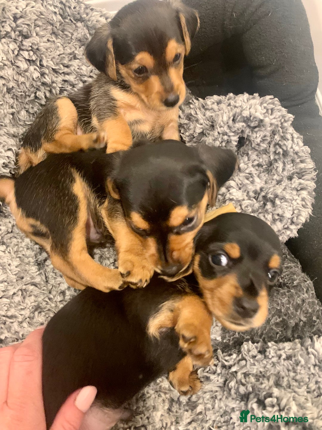 Mixed Breed dogs for sale: Miniature Dacshund/Miniature Yorkie ❤️❤️❤️ - Image 11