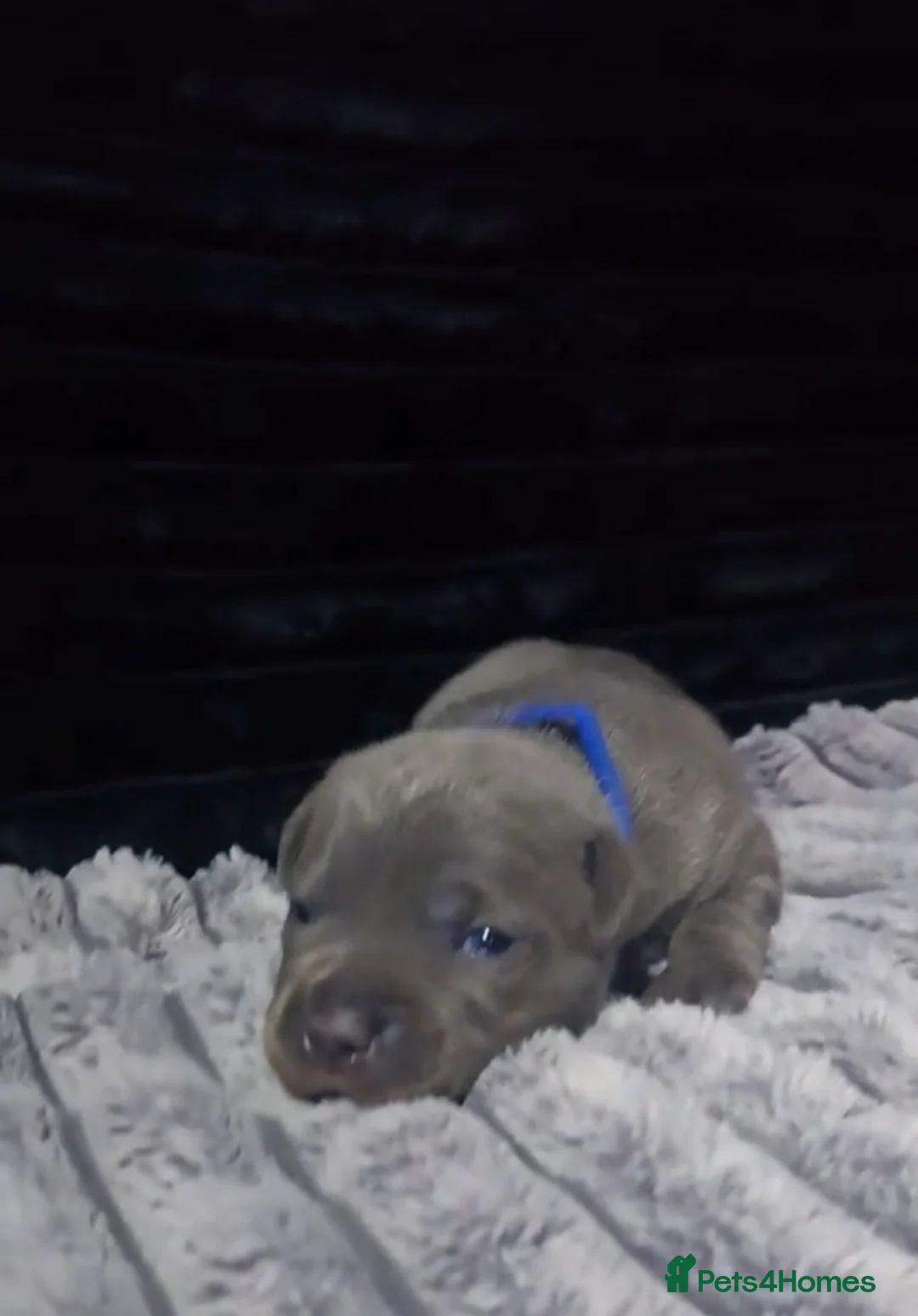 Staffordshire Bull Terrier dogs for sale: %Solid Pure Staffy Puppies Available  in Birmingham - Advert 6