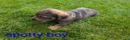 Dachshund dogs for sale: Dachshund pups - Advert 16