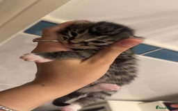 Mixed Breed cats for sale: Beautiful litter of 5  - Image 2