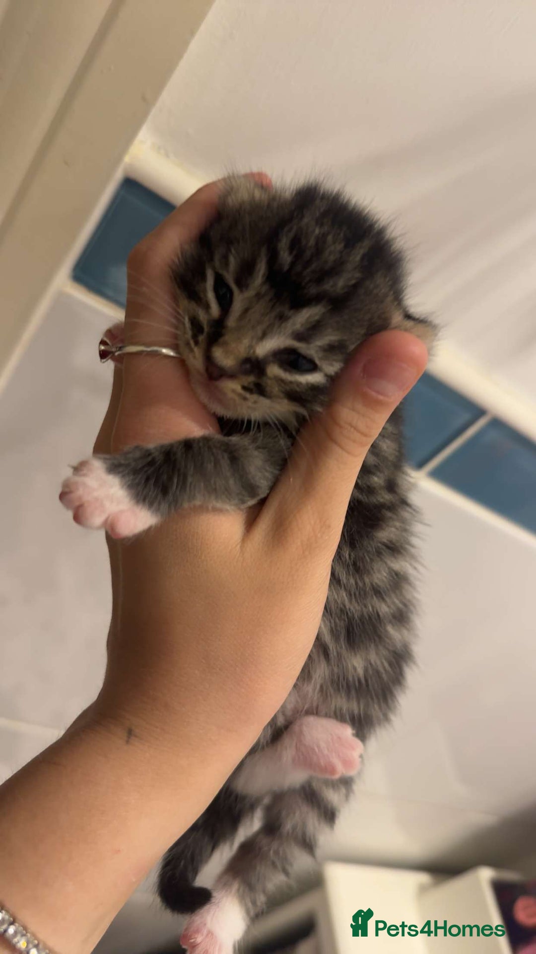 Mixed Breed cats for sale: Beautiful litter of 5  - Image 2