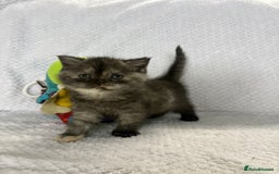 British Shorthair cats for sale: Gorgeous British shorthairs - Image 32