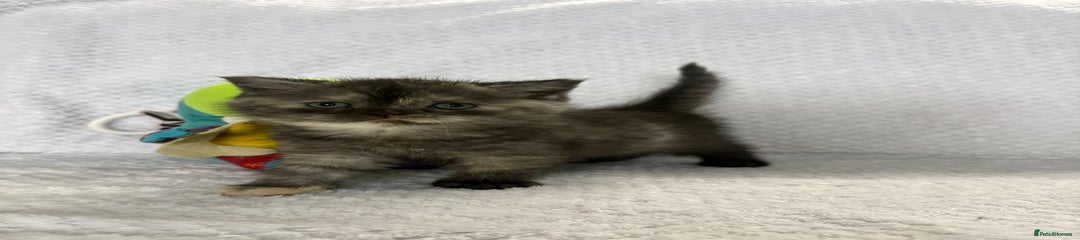 Black smoke Tortie female