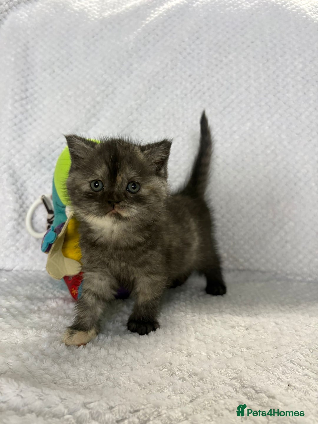 British Shorthair cats for sale: Gorgeous British shorthairs - Image 32