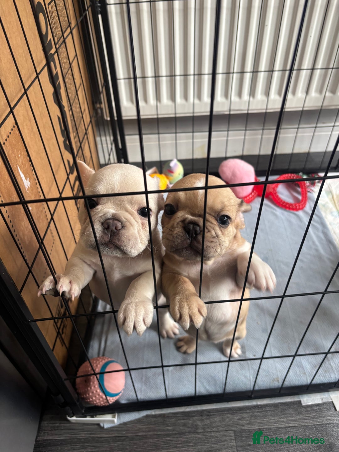 French Bulldog dogs for sale: French bulldog puppies  - Image 2