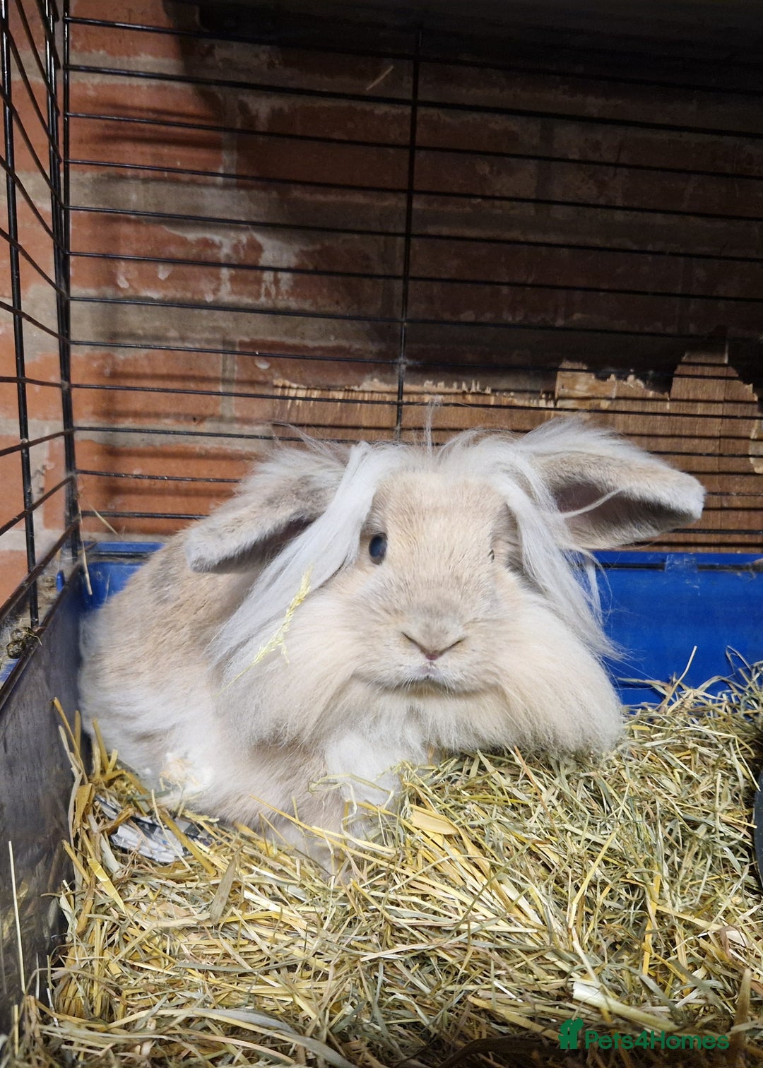 Mini Lion Lop rabbits for sale: Super floofy gorgeous golden lion lop boy - Image 4
