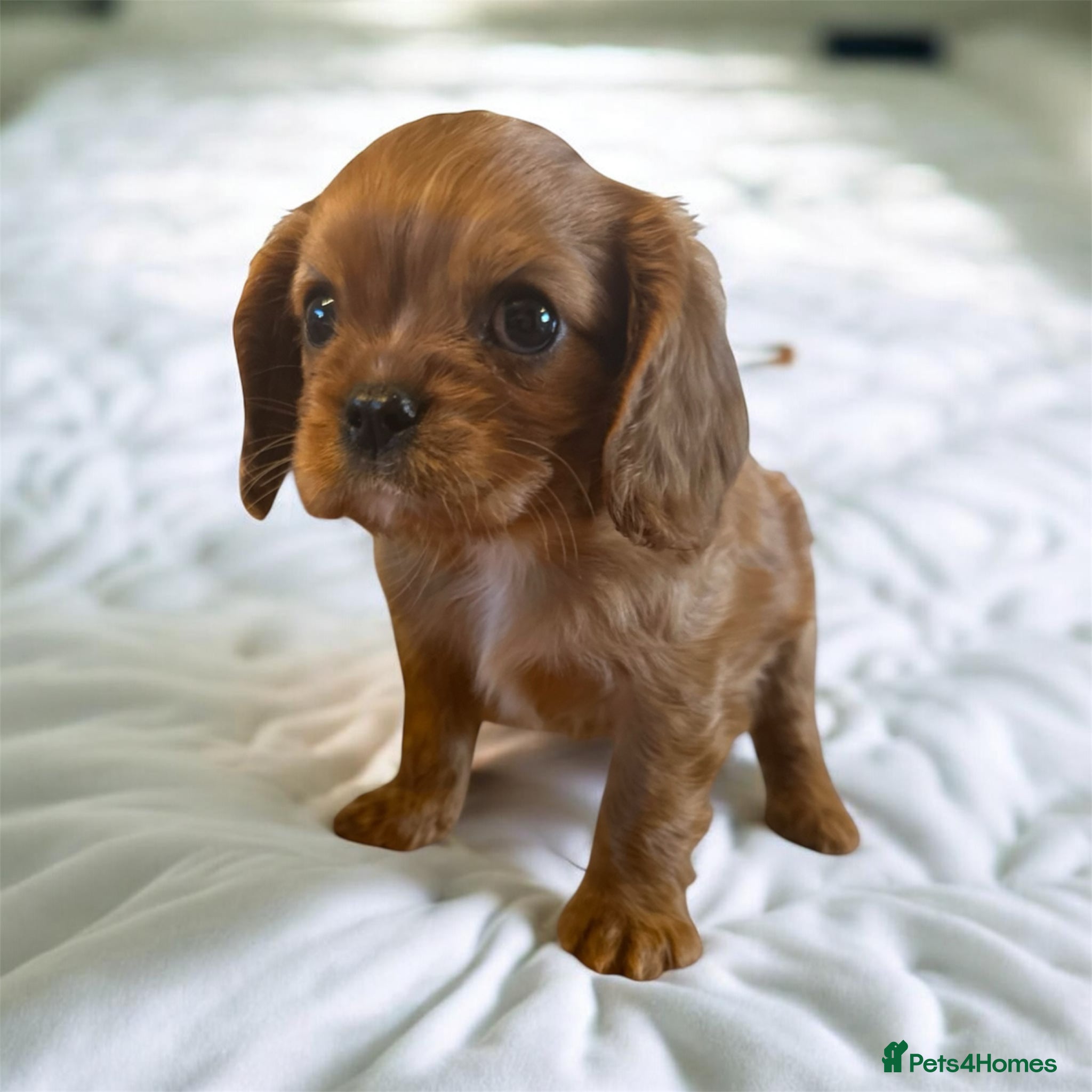 Cavalier King Charles Spaniel dogs DNA 🧬 CLEAR CAVALIER KING CHARLES PUPPIES - Advert 1