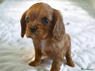 Cavalier King Charles Spaniel dogs DNA 🧬 CLEAR CAVALIER KING CHARLES PUPPIES - Advert 2