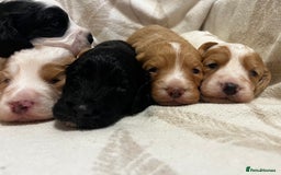 Cockapoo dogs for sale: Beautiful F1 Cockapoos For Sale  - Image 4