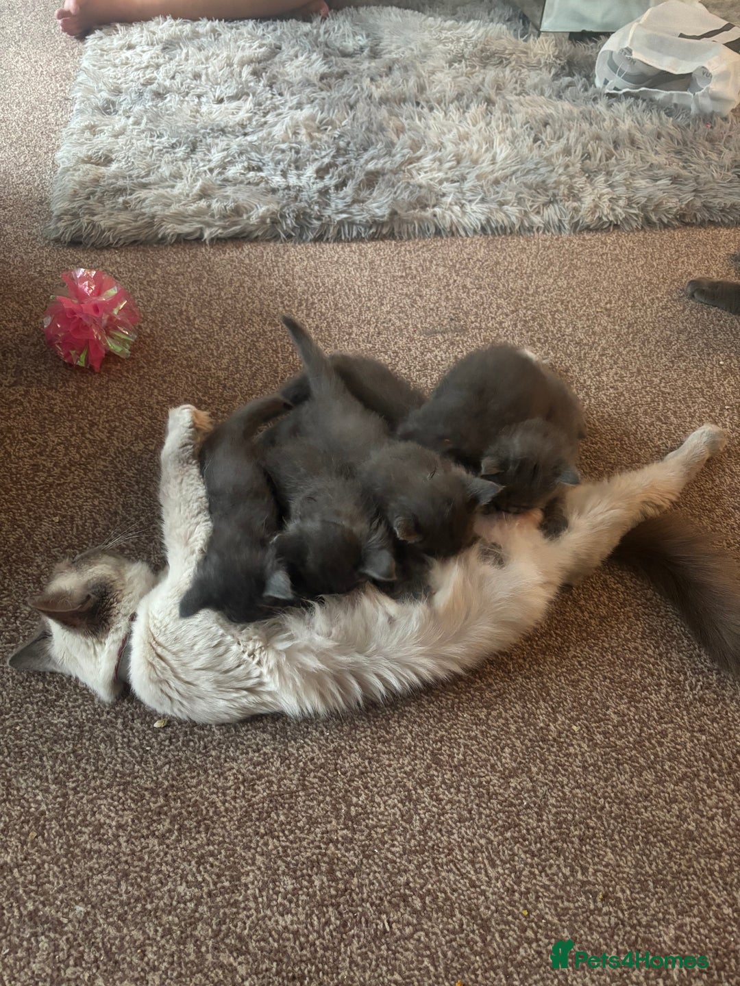 Ragdoll cats for sale: Half Ragdoll / maincoon kittens for sale  - Image 6