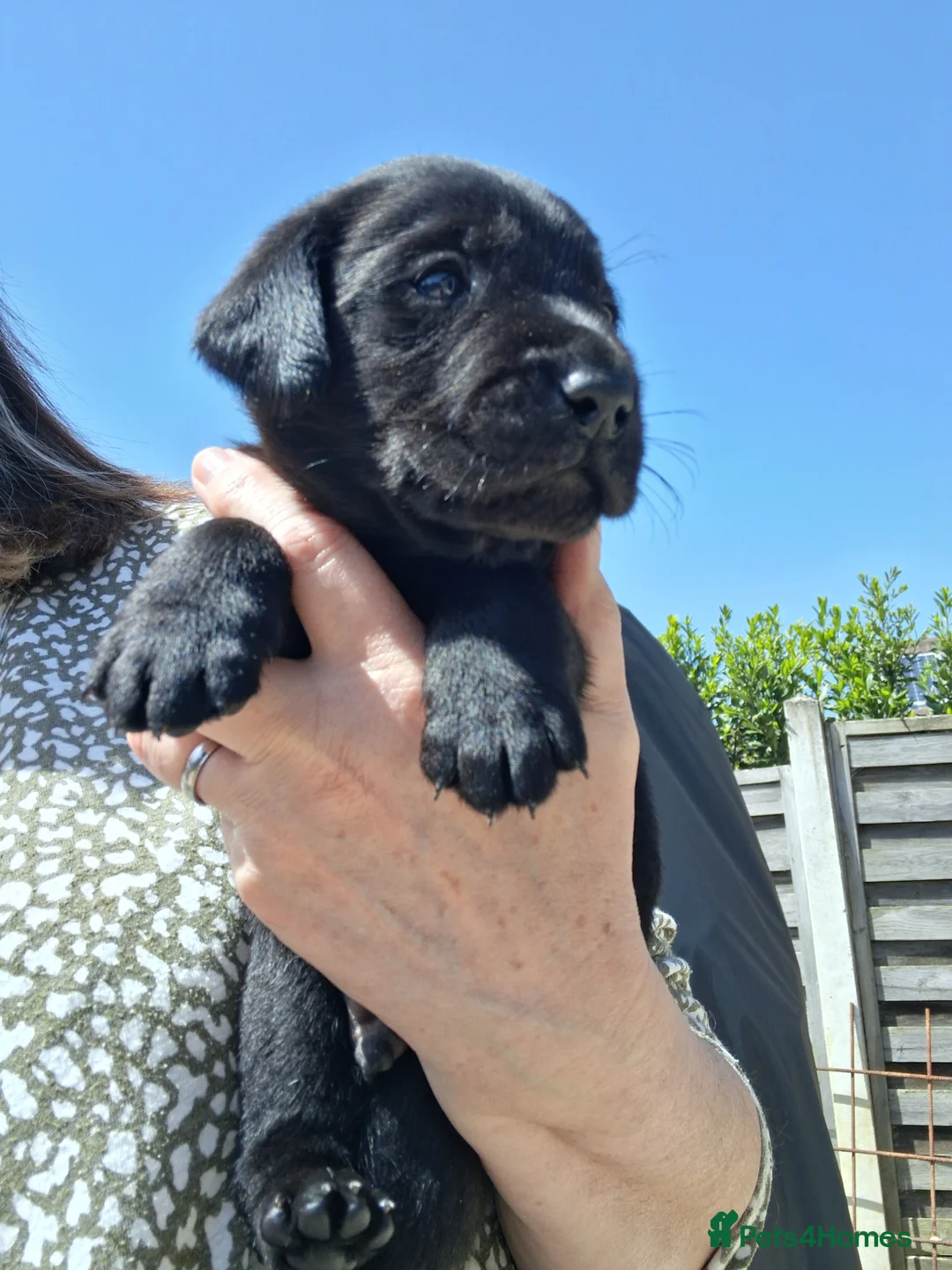 Labrador Retriever dogs for sale: KC reg HEALTH TESTED LAB PUPPIES - Advert 2