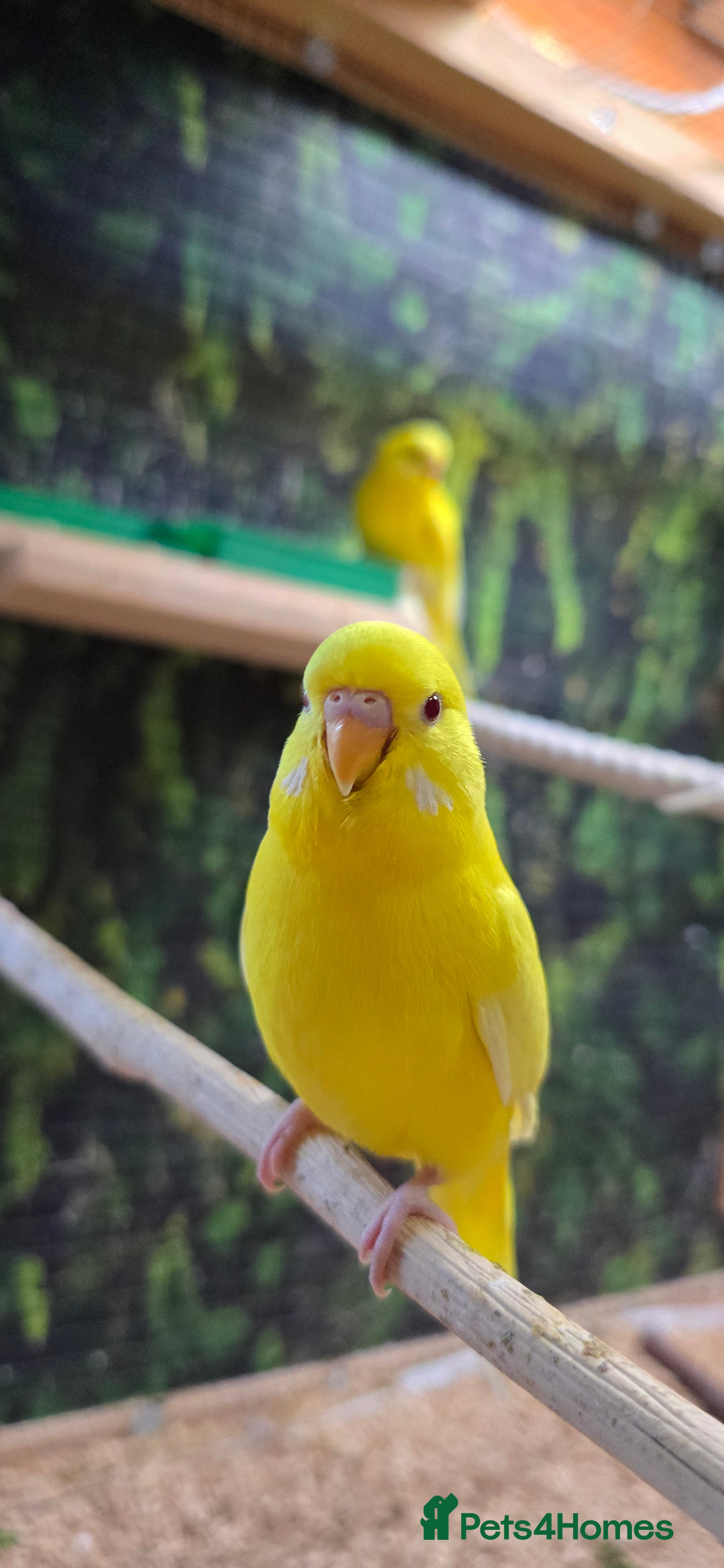 Budgerigars birds Male budgerigar. Lutino variety. - Advert 4