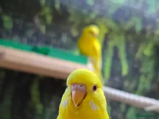 Budgerigars birds Male budgerigar. Lutino variety. - Advert 4