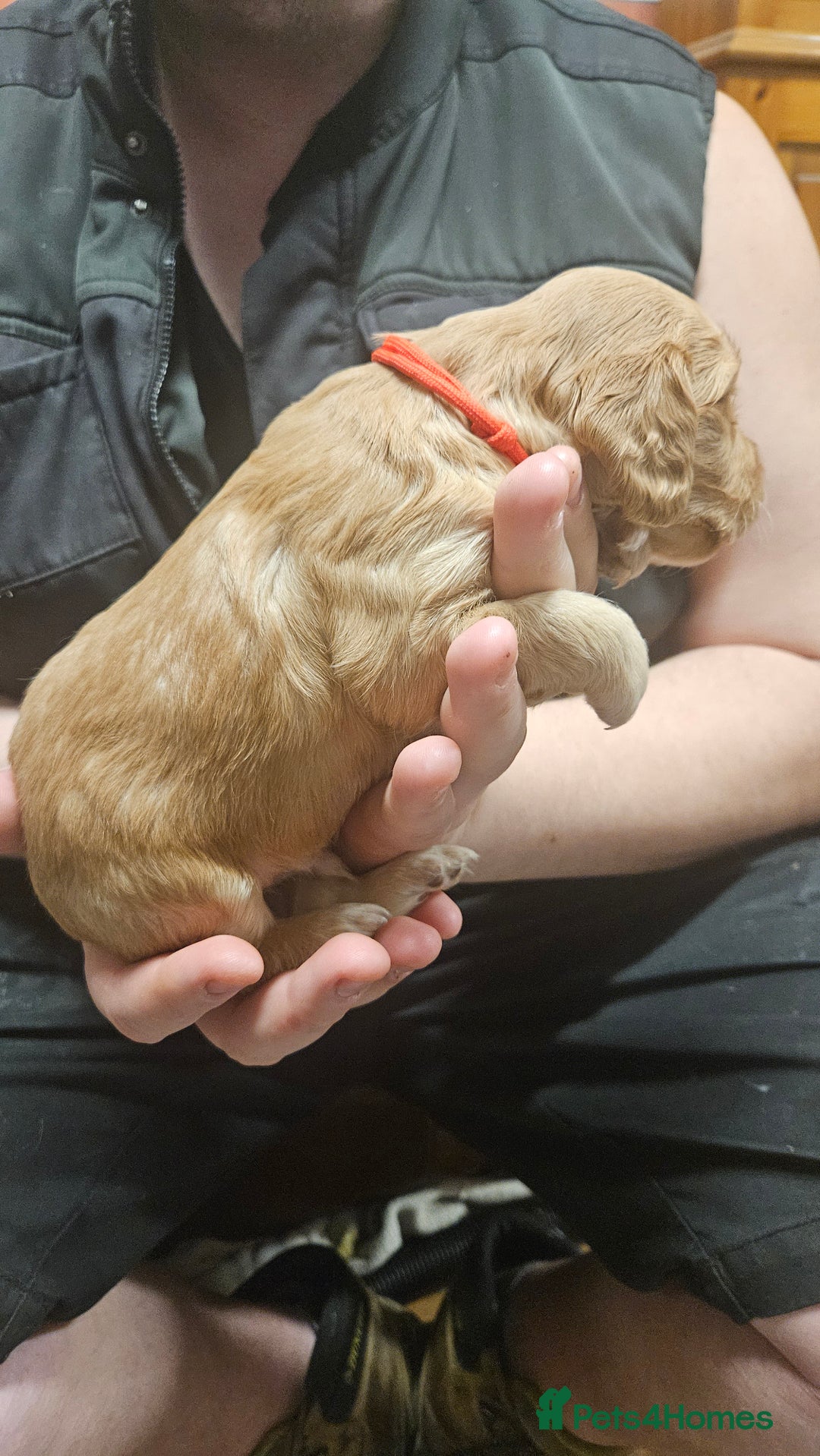 Cocker Spaniel dogs for sale: Beautiful cocker spaniel  - Advert 20
