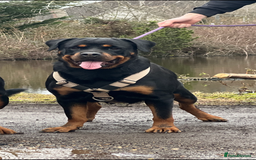 Rottweiler dogs for sale: Rotti for loving new home  - Image 1