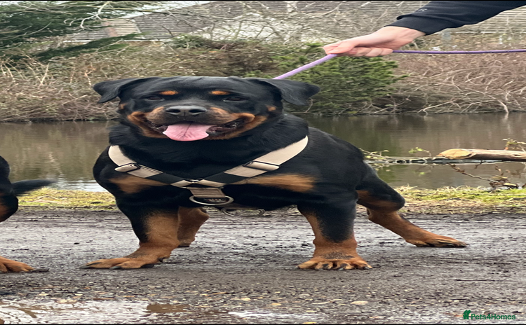 Rottweiler dogs - Advert 1