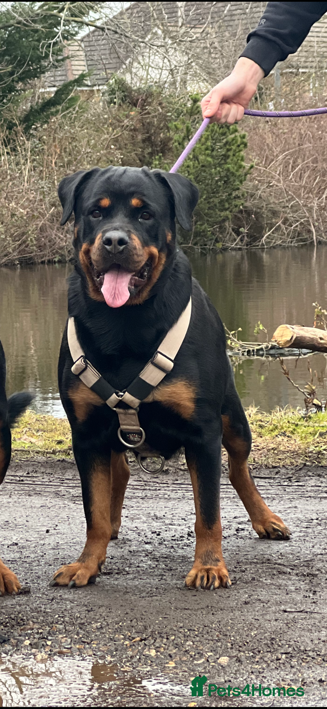 Rottweiler dogs for sale: Rotti for loving new home  - Image 1