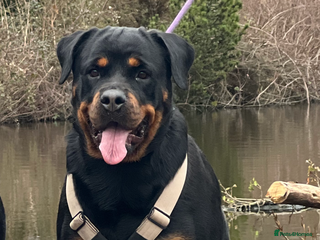 Rottweiler dogs - Advert 10