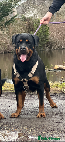 Rottweiler dogs - Advert 1