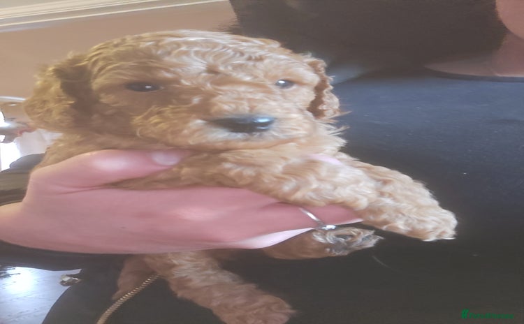 Cockapoo dogs Toy f1b cokapoos  - Advert 9