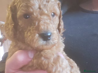 Cockapoo dogs Toy f1b cokapoos - Advert 6