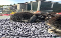 Mini Lop rabbits for sale: Female mini lops  - Image 12