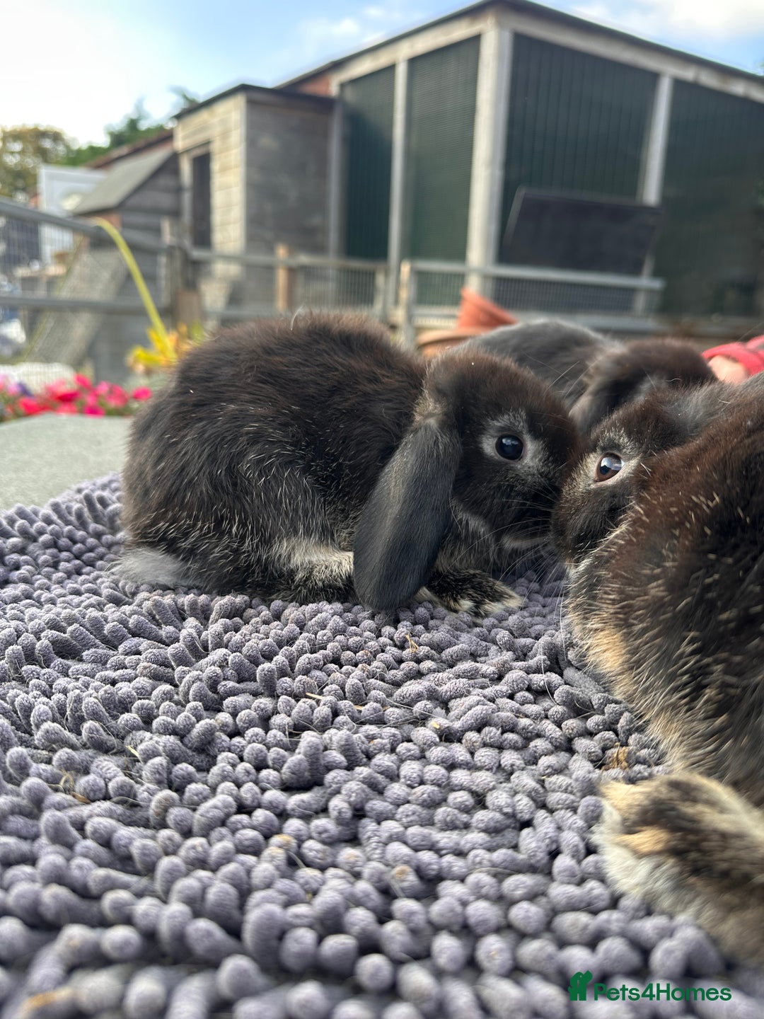 Mini Lop rabbits for sale: Female mini lops  - Image 12