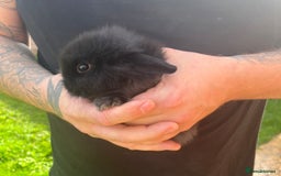 Mini Lop rabbits for sale: A Mix of Mini lop and Mini Lion Lop - Image 12