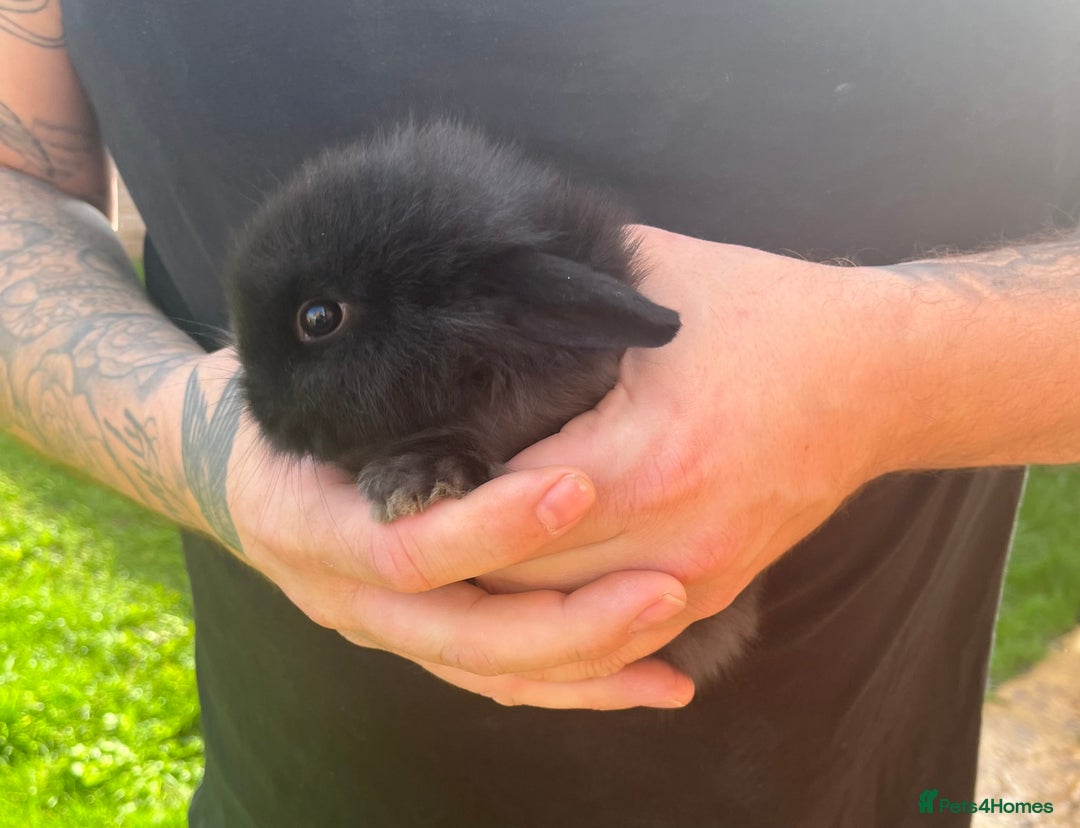 Mini Lop rabbits for sale: A Mix of Mini lop and Mini Lion Lop - Image 12