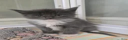 Maine Coon cats for sale: GCCF Registered Maine Coon Kittens  - Advert 5