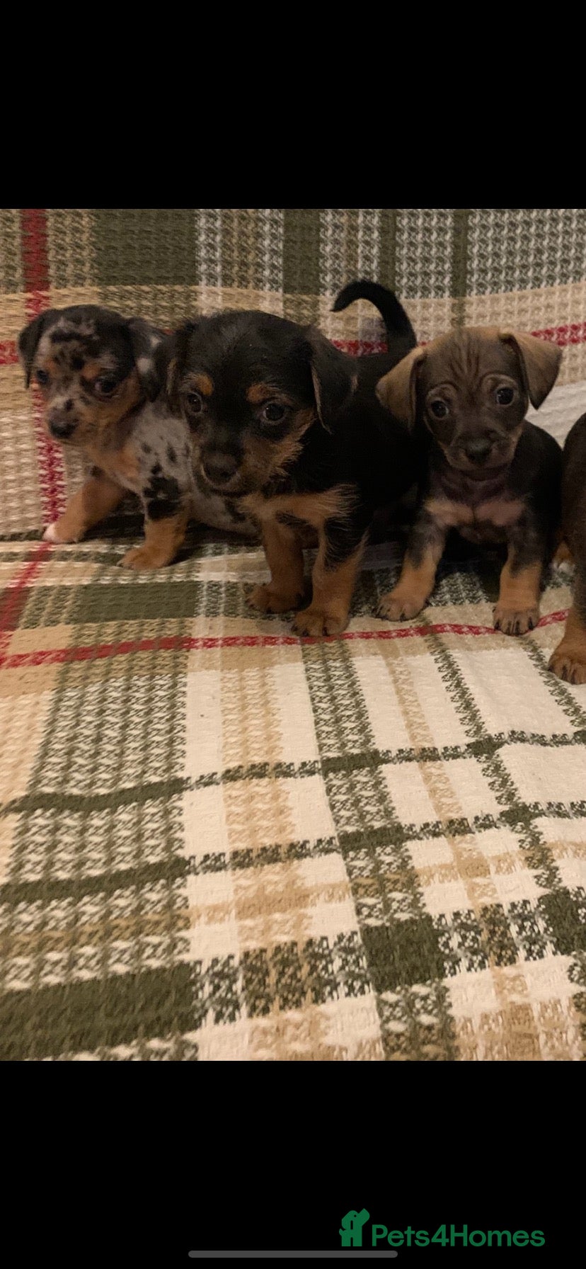 Mixed Breed dogs for sale: Dashund and Yorkshire terrier puppies - Advert 1