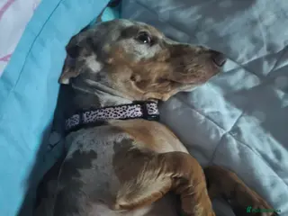Dachshund dogs Dachshund - Advert 1