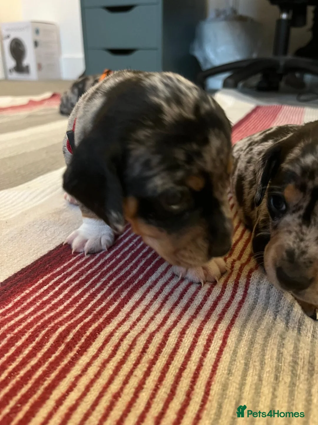 Jackshund dogs for sale: A stunning Jack Russell Terrier and Dachshund mix. - Advert 5
