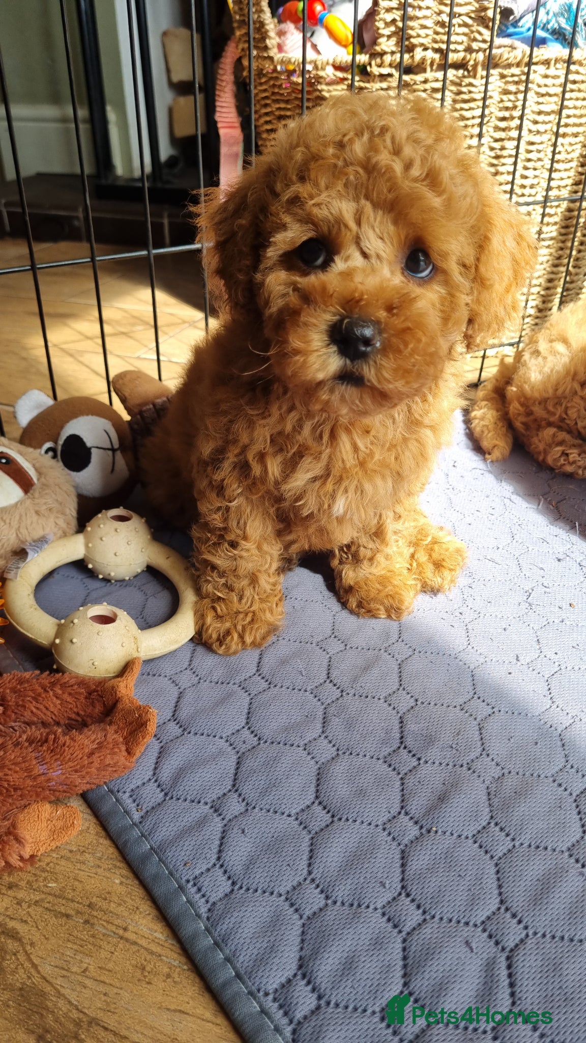 Maltipoo dogs 🐶 Ready to leave 🐾 Maltipoo Girls - Advert 3