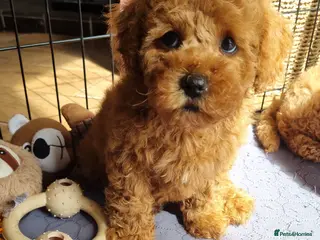 Maltipoo dogs 🐶 Ready to leave 🐾 Maltipoo Girls - Advert 3