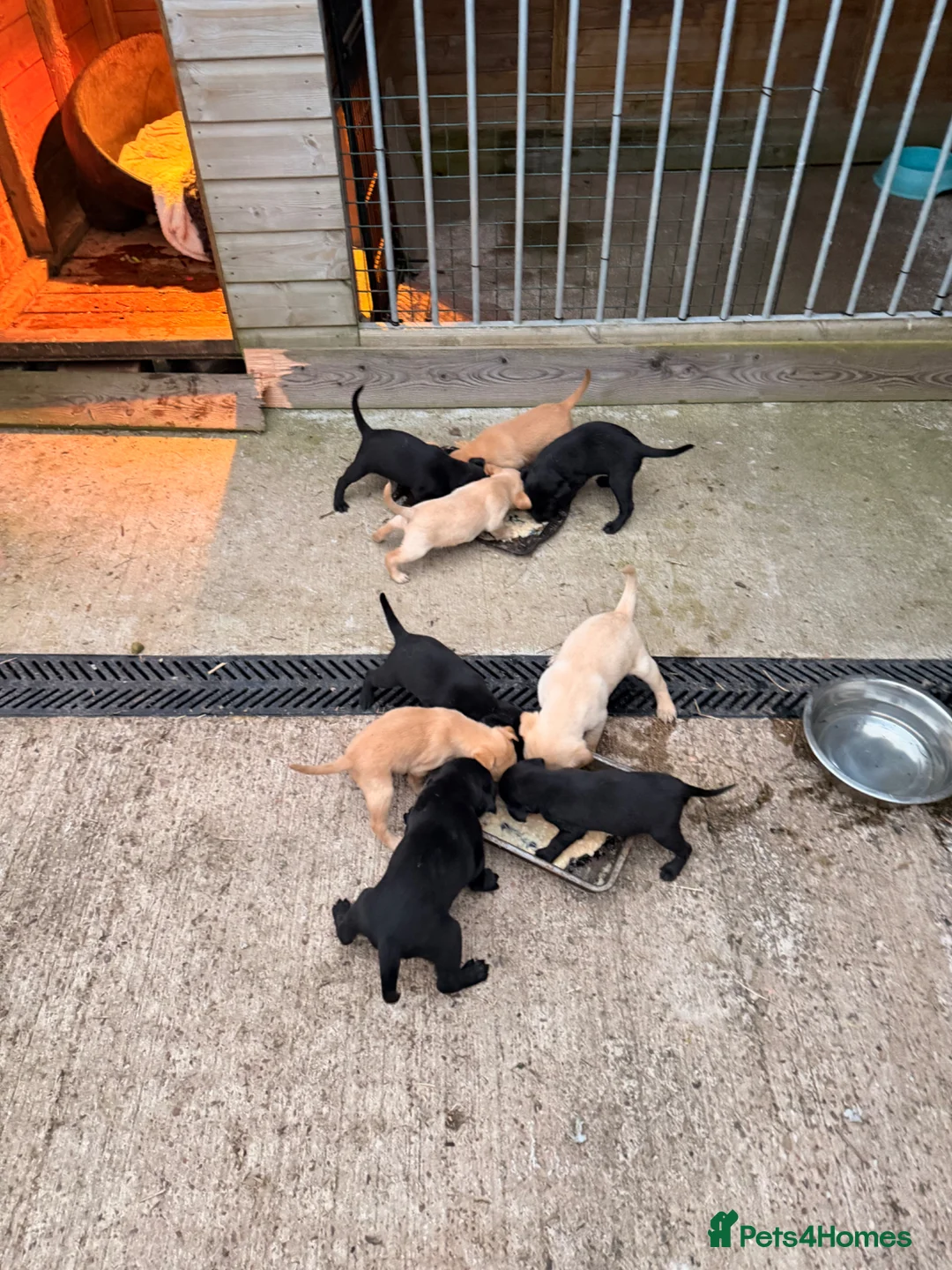Labrador Retriever dogs for sale: Pedigree Labrador puppies in Crediton - Advert 6