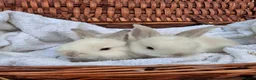 Mini Lop rabbits for sale: 6x Pure breed mini lop baby rabbits - Advert 15