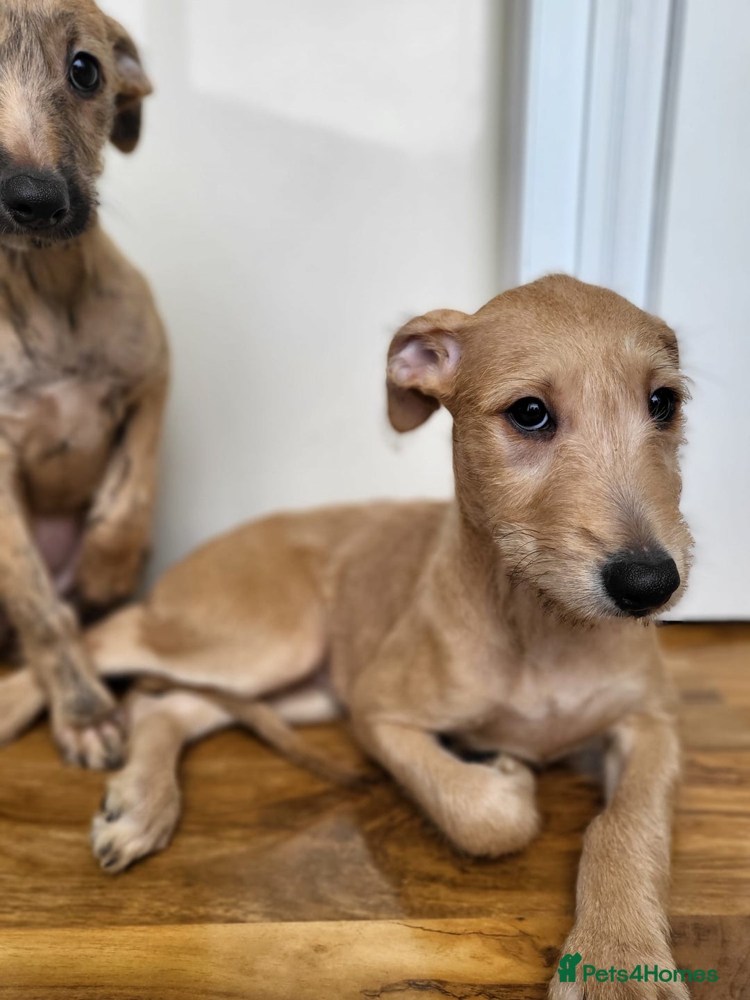 Lurcher Whippet X Labrador Yellow Lab Labrador Whippet Mix Yellow Lab  Whipador Puppies, image size:1080x1440