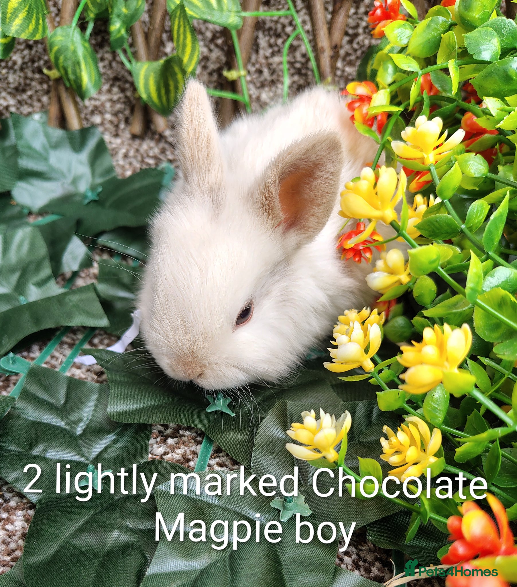 Mini Lop rabbits Mini lop babies - Advert 18