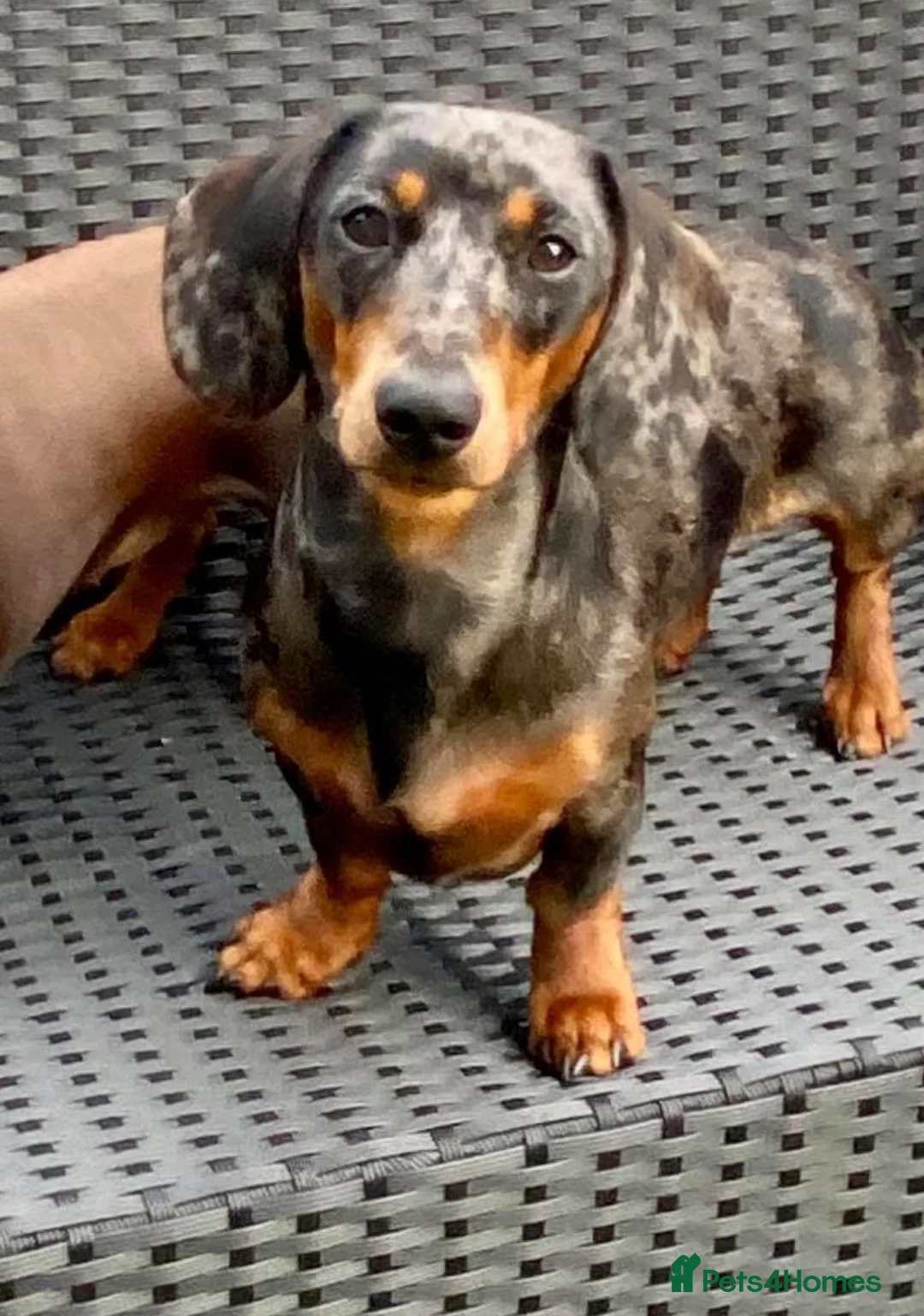 Dachshund dogs for stud: Mini Smooth KCReg Silver Dapple Health Tested Stud in Irvine - Advert 10