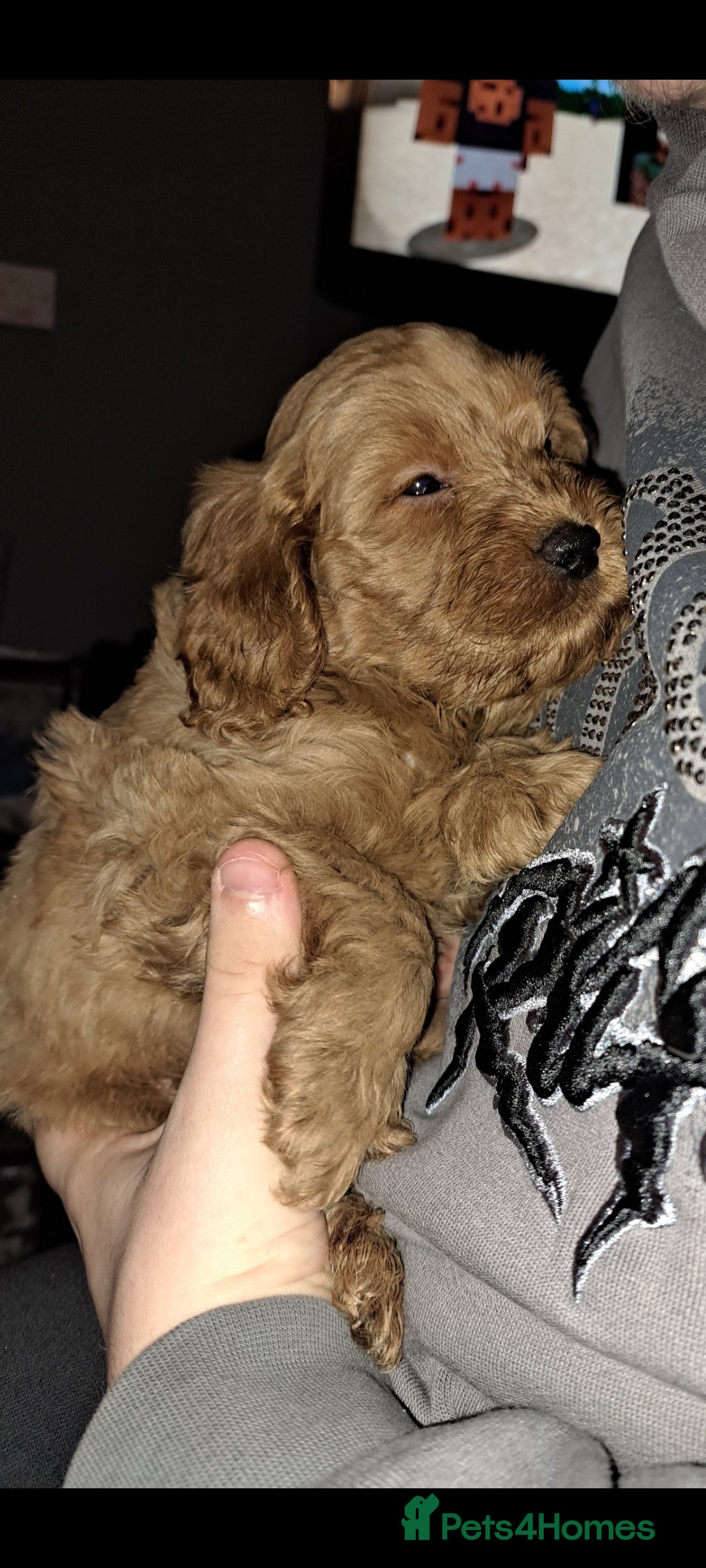 Cockapoo dogs Toy cockapoos  - Advert 6