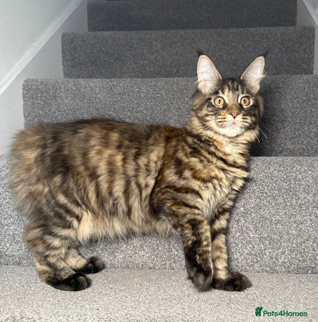 Maine Coon cats for sale: Champion line kittens , 2 girls left☺️ - Advert 6