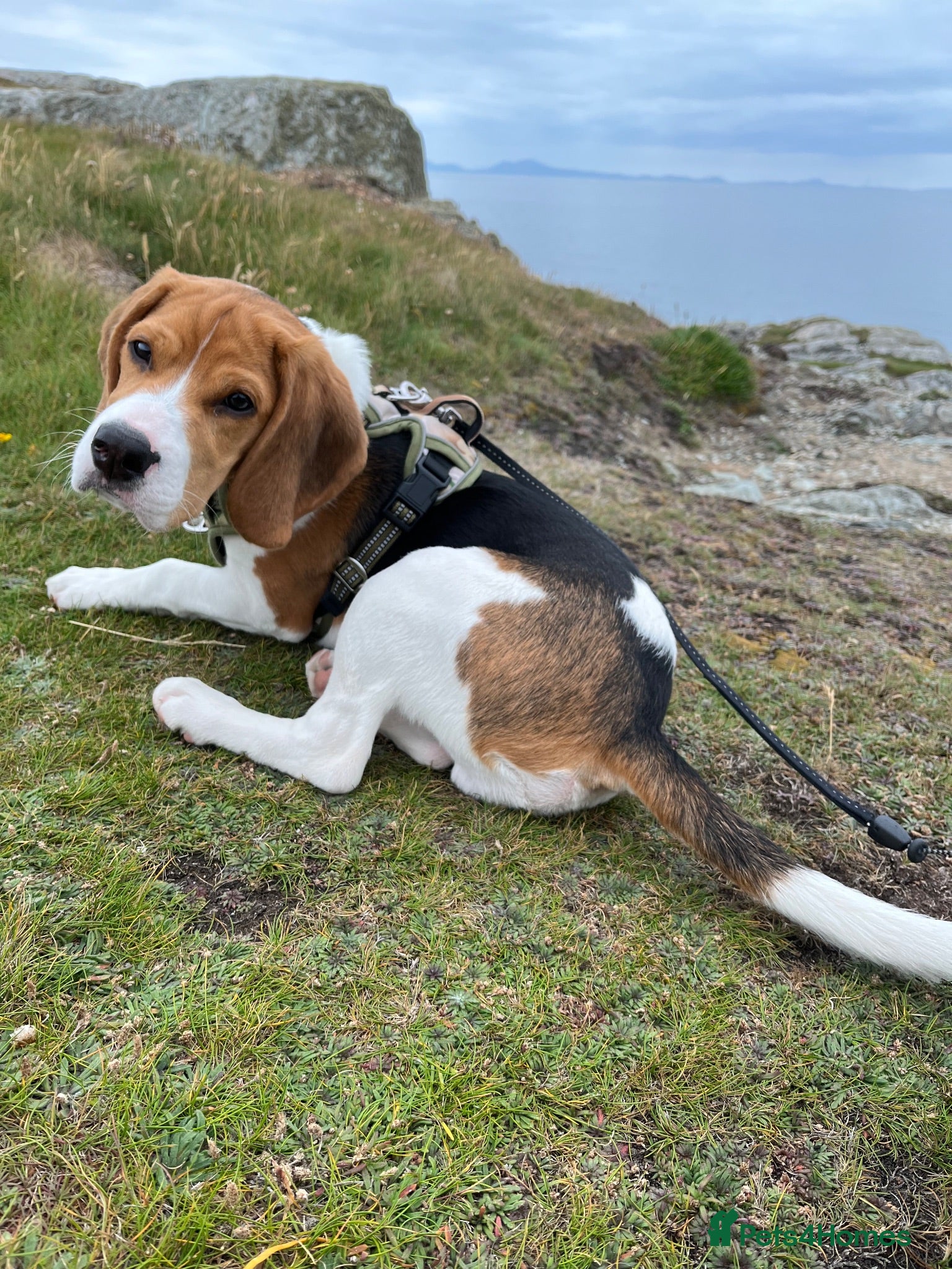 Beagle dogs Beagle puppy 6 months old male  - Advert 11