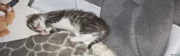 British Shorthair cats for sale: beautiful tabby kitten - Advert 10