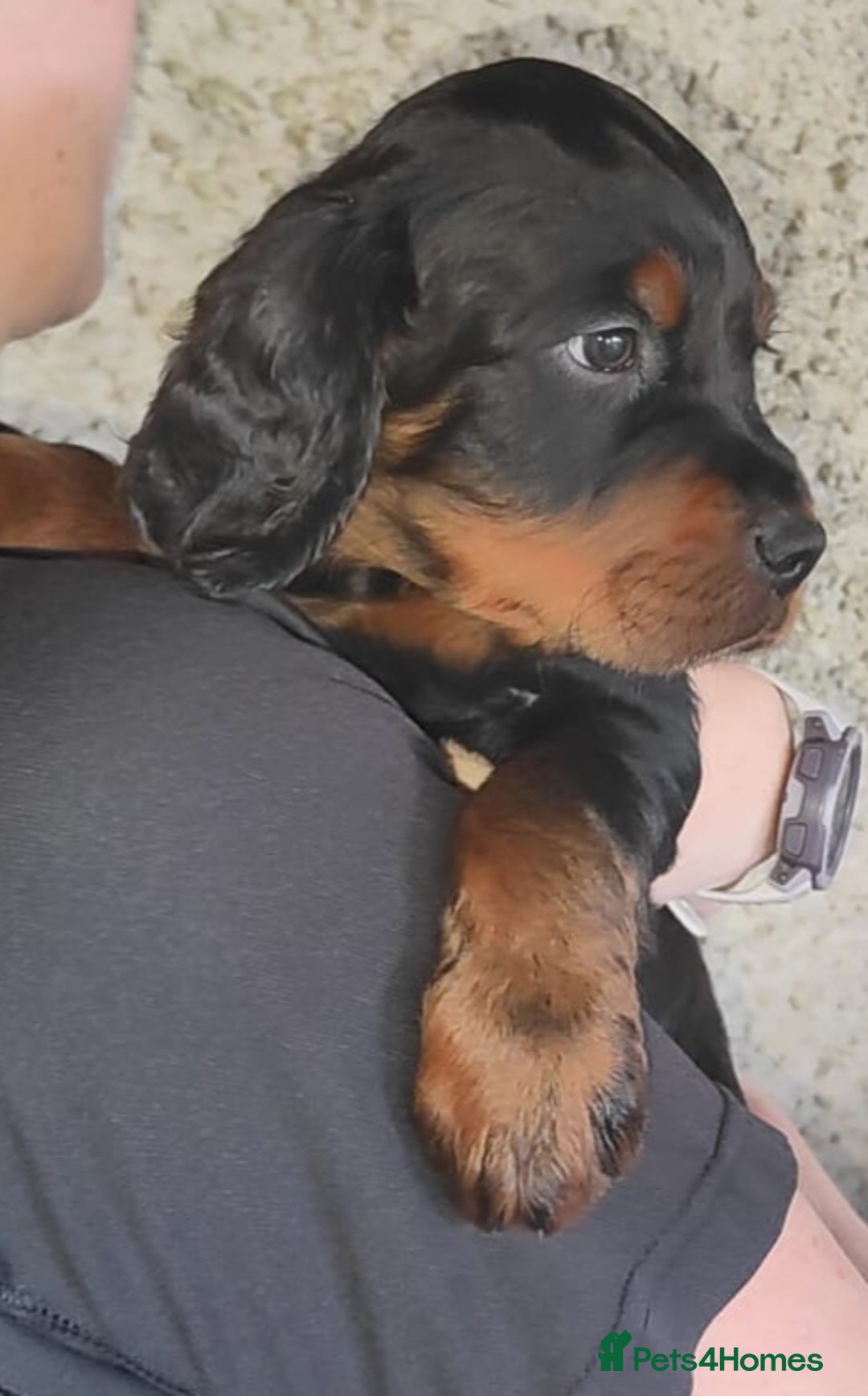 Gordon Setter dogs for sale: Gordon Setter Pups - Image 5
