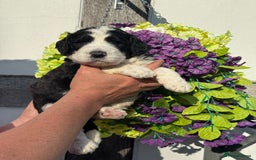 Saint Bernard dogs for sale: F1 st doodles puppies for sale - Image 29